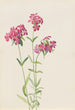 Phlox velu Phlox amoena - Mary Vaux Walcott — widok dzieła