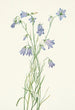 dzwonka o okrągłych liściach Campanula rotundifolia - Mary Vaux Walcott — widok dzieła