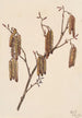 Aulne coudrier Alnus regosa - Mary Vaux Walcott — widok dzieła