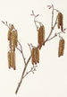 Aulne coudrier Alnus rugosa - Mary Vaux Walcott — widok dzieła