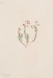 Bruyère Phyllodoce intermedia - Mary Vaux Walcott — widok dzieła