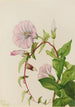 Liseron des haies Calystegia Convolvulus sepium - Mary Vaux Walcott — widok dzieła