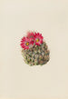 Cactus hérisson Coryphantha arizonica - Mary Vaux Walcott — widok dzieła