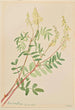 Hedysarum Hedysarum sulphurescens - Mary Vaux Walcott — widok dzieła