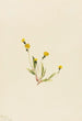 Hieracium gracile - Mary Vaux Walcott — widok dzieła