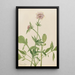 Heliotrop Waleriana Valeriana sitchensis - Mary Vaux Walcott — oprawiony obraz na ścianie