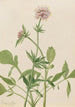 Heliotrop Waleriana Valeriana sitchensis - Mary Vaux Walcott — widok dzieła