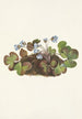 Hepatyczny Hepatica americana - Mary Vaux Walcott — widok dzieła
