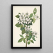 Ronce des haies Rubus argutus - Mary Vaux Walcott — oprawiony obraz na ścianie