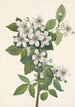 Ronce des haies Rubus argutus - Mary Vaux Walcott — widok dzieła