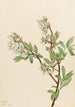 Myrtille en corymbe Vaccinium corymbosum - Mary Vaux Walcott — widok dzieła