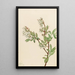 Myrtille en corymbe Vaccinium corymbosum - Mary Vaux Walcott — oprawiony obraz na ścianie