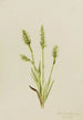 Spiranthes z kapturkiem Ibidium strictum - Mary Vaux Walcott — widok dzieła