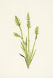 Spiranthes z kapturkiem Ibidium strictum - Mary Vaux Walcott — widok dzieła