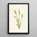 Spiranthes z kapturkiem Ibidium strictum - Mary Vaux Walcott — oprawiony obraz na ścianie