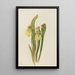 Sarracénie à capuchon Sarracenia minor - Mary Vaux Walcott — oprawiony obraz na ścianie