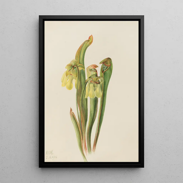 Mary Vaux Walcott - Hooded Pitcherplant Sarracenia minor.webp