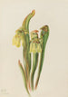 Sarracénie à capuchon Sarracenia minor - Mary Vaux Walcott — widok dzieła