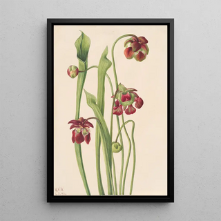 Mary Vaux Walcott - Hybrid Pitcherplant.webp