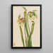 hybrydowej sarracénii Sarracenia minor - Mary Vaux Walcott — oprawiony obraz na ścianie