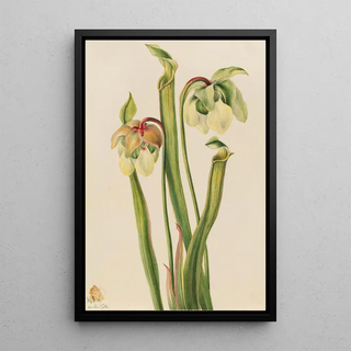 Mary Vaux Walcott - Hybrid Pitcherplant Sarracenia minor.webp