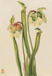 hybrydowej sarracénii Sarracenia minor - Mary Vaux Walcott — widok dzieła