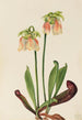 hybrydowej sarracénii Sarracenia minor x psittacina - Mary Vaux Walcott — widok dzieła