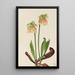 hybrydowej sarracénii Sarracenia minor x psittacina - Mary Vaux Walcott — oprawiony obraz na ścianie