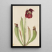 hybrydowej sarracénii Sarracenia rubra x purpurea venosa - Mary Vaux Walcott — oprawiony obraz na ścianie