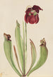 hybrydowej sarracénii Sarracenia rubra x purpurea venosa - Mary Vaux Walcott — widok dzieła