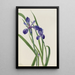 Iris Iris species - Mary Vaux Walcott — oprawiony obraz na ścianie