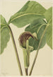 Arisème triphylle Arisaema triphyllum - Mary Vaux Walcott — widok dzieła