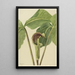 Arisème triphylle Arisaema triphyllum - Mary Vaux Walcott — oprawiony obraz na ścianie