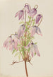 Clematis pseudoalpina - Mary Vaux Walcott — widok dzieła