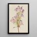 Clematis pseudoalpina - Mary Vaux Walcott — oprawiony obraz na ścianie