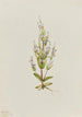 Gentiana acaule Gentiana acuta - Mary Vaux Walcott — widok dzieła
