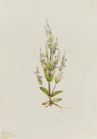 Mary Vaux Walcott - Ladder Gentian Gentiana acuta.webp