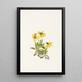 Arnica z Lake Louise Arnica louiseana - Mary Vaux Walcott — oprawiony obraz na ścianie