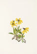 Arnica z Lake Louise Arnica louiseana - Mary Vaux Walcott — widok dzieła