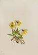 Arnica z Lake Louise Arnica louisiana - Mary Vaux Walcott — widok dzieła