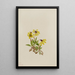 Arnica z Lake Louise Arnica louisiana - Mary Vaux Walcott — oprawiony obraz na ścianie