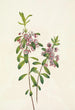 Kalmia o wąskich liściach Kalmia angustifolia - Mary Vaux Walcott — widok dzieła