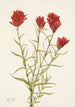Castilléjie à feuilles lancéolées Castilleja lancifolia - Mary Vaux Walcott — widok dzieła