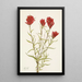 Castilléjie à feuilles lancéolées Castilleja lancifolia - Mary Vaux Walcott — oprawiony obraz na ścianie