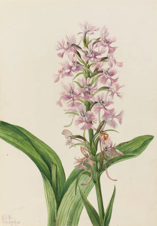 Mary Vaux Walcott - Large Purple FringeOrchid Habenaria grandiflora.webp