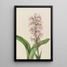 Orchidée frangée pourpre Habenaria grandiflora - Mary Vaux Walcott — oprawiony obraz na ścianie