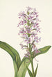 fioletowej orchidei Habenaria grandiflora - Mary Vaux Walcott — widok dzieła