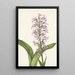 fioletowej orchidei Habenaria grandiflora - Mary Vaux Walcott — oprawiony obraz na ścianie