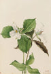 Trille biały Trillium grandiflorum - Mary Vaux Walcott — widok dzieła