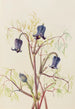 Clematis hirsutissima - Mary Vaux Walcott — widok dzieła